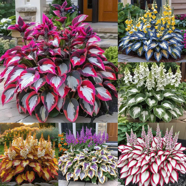 Premium Royal Rare Multicolor Hosta Seed (Pack of 6 colour seeds) + 100 Grams Organic Potmix Free