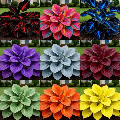 💝Rare Heirloom Giant colorful Hosta Seeds, Get Free Organic Pot Mix (100g)