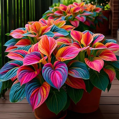 Premium Royal Rare Multicolor Hosta Seed (Pack of 6 colour seeds) + 100 Grams Organic Potmix Free