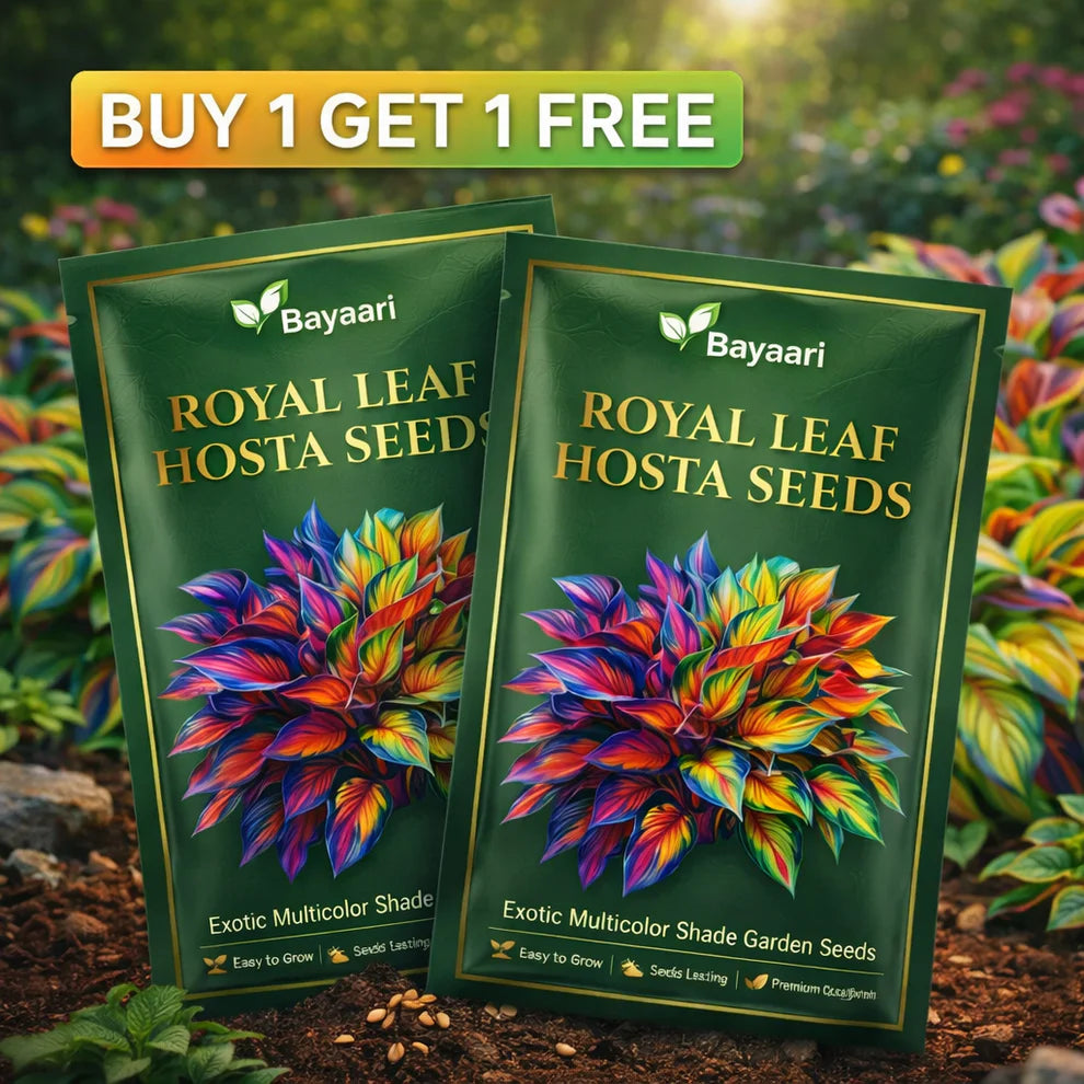 Premium Royal Rare Multicolor Hosta Seed (Pack of 6 colour seeds) + 100 Grams Organic Potmix Free