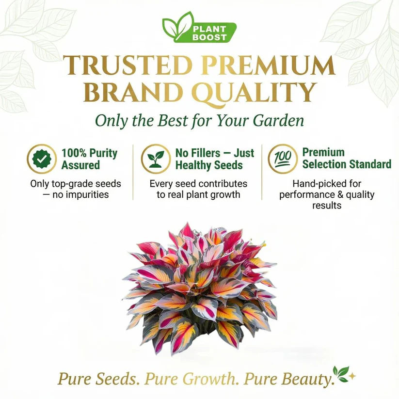 Premium Royal Rare Multicolor Hosta Seed (Pack of 6 colour seeds) + 100 Grams Organic Potmix Free