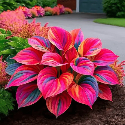 Premium Royal Rare Multicolor Hosta Seed (Pack of 6 colour seeds) + 100 Grams Organic Potmix Free